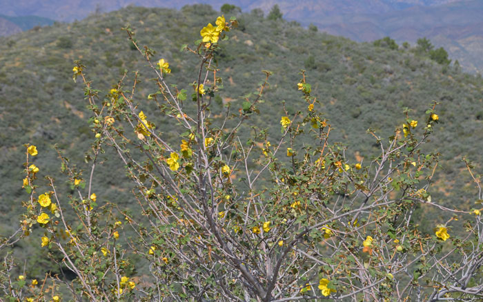 Fremontodendron californicum, California Flannelbush